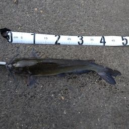 アメリカナマズ