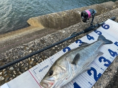 シーバスの釣果