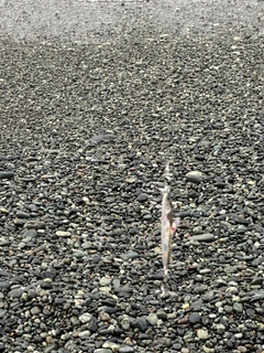 ワカシの釣果