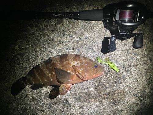 キジハタの釣果