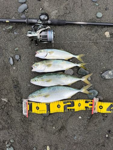ワカシの釣果