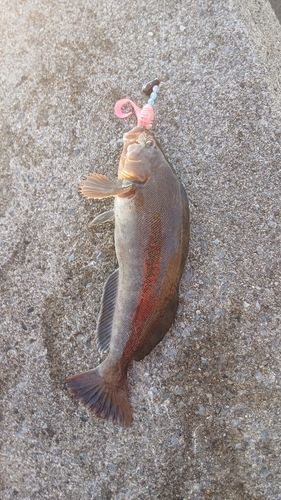 アイナメの釣果