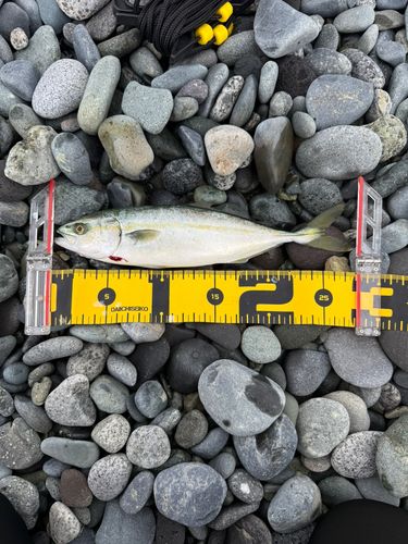 ワカシの釣果