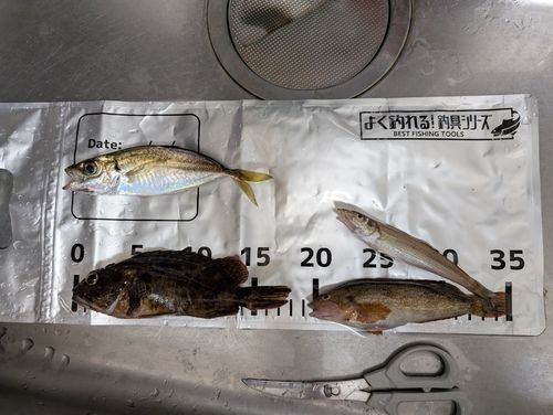 アジの釣果