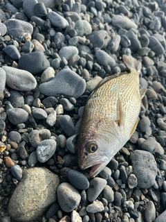 ニベの釣果