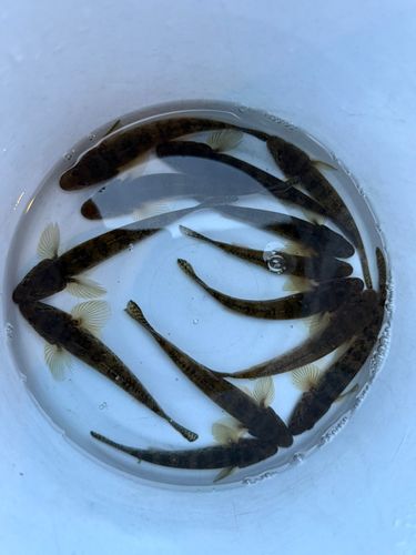 マハゼの釣果