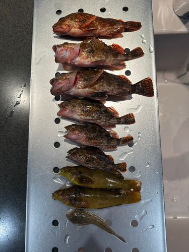 カサゴの釣果