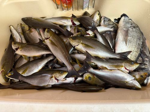 イサキの釣果