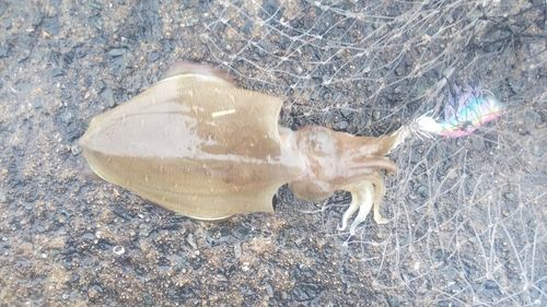 モンゴウイカの釣果