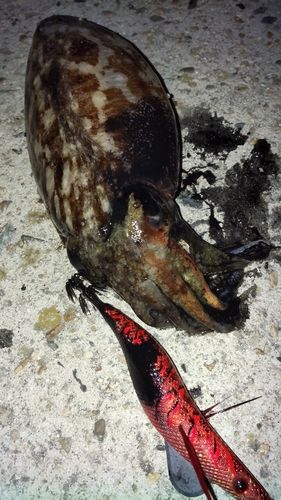 コウイカの釣果