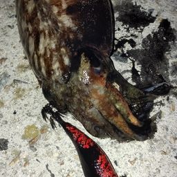 コウイカ