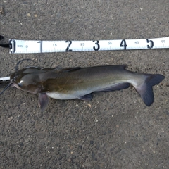 アメリカナマズの釣果