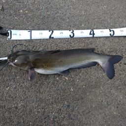 アメリカナマズ