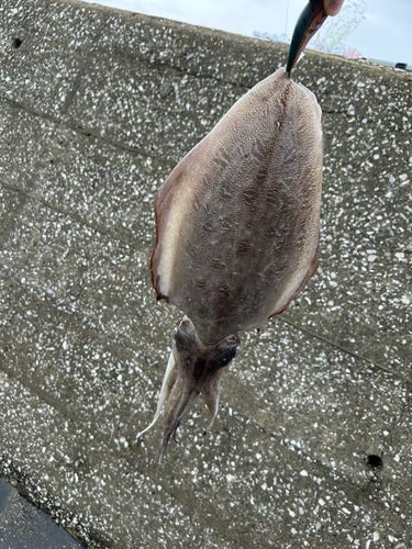 イカの釣果