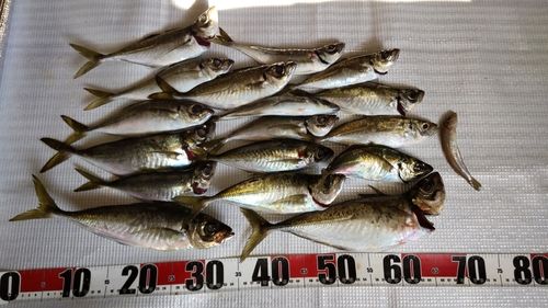 アジの釣果