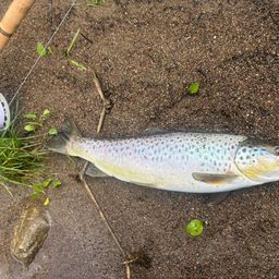 ブラウントラウト