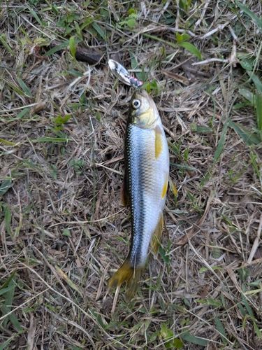 カワムツの釣果
