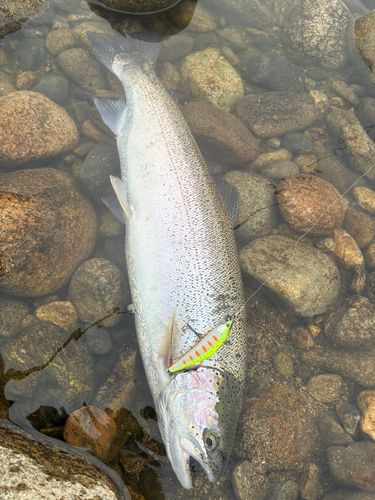 スチールヘッドの釣果
