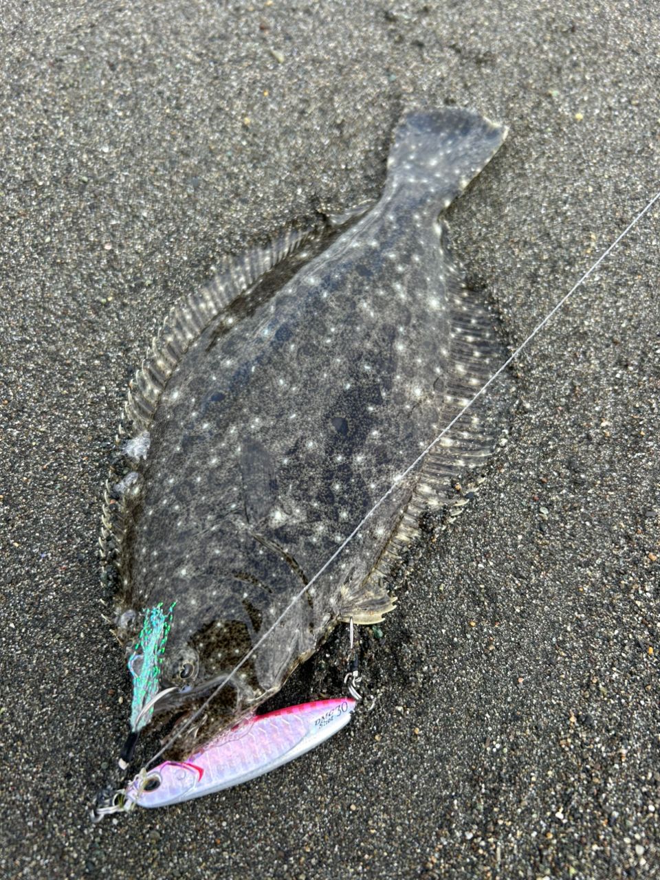 ヒラメ