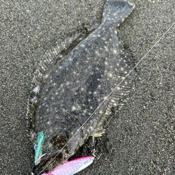 ヒラメ