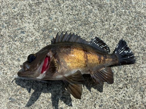 メバルの釣果