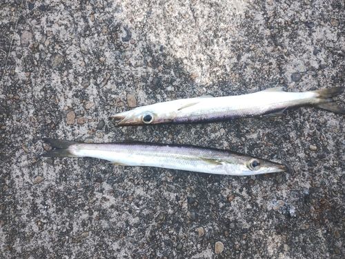 アカカマスの釣果