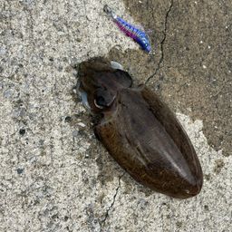 アオリイカ