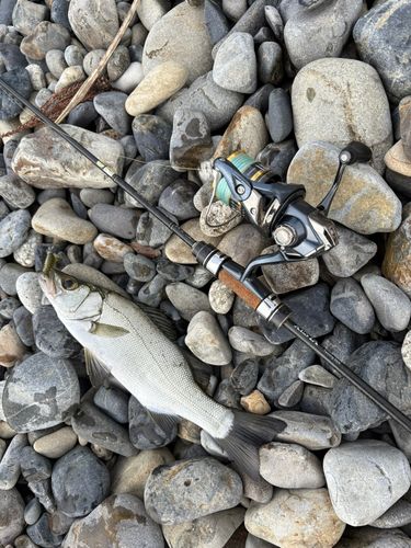 セイゴ（ヒラスズキ）の釣果