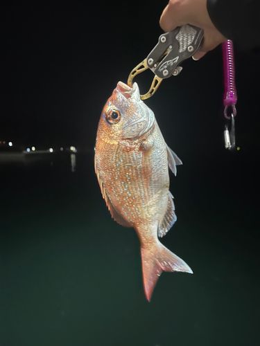 チャリコの釣果