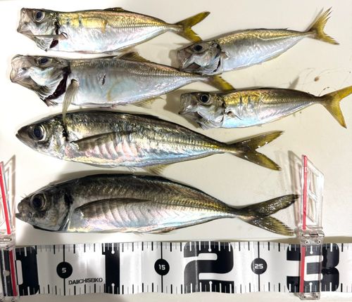 アジの釣果