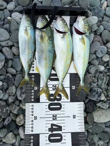 ワカシの釣果