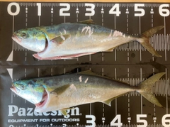 ワラサの釣果