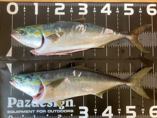 ワラサの釣果