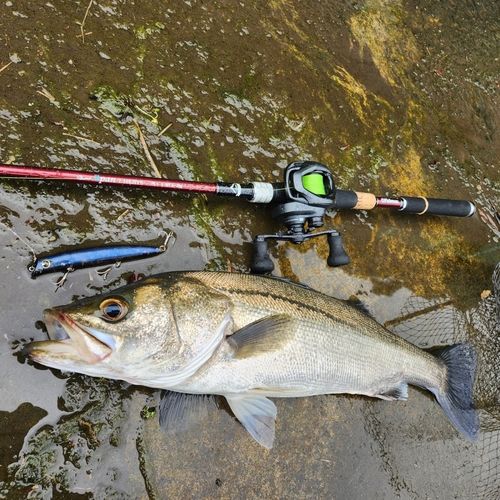 シーバスの釣果