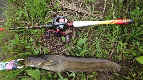 ナマズの釣果
