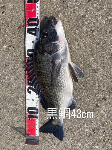 クロダイの釣果