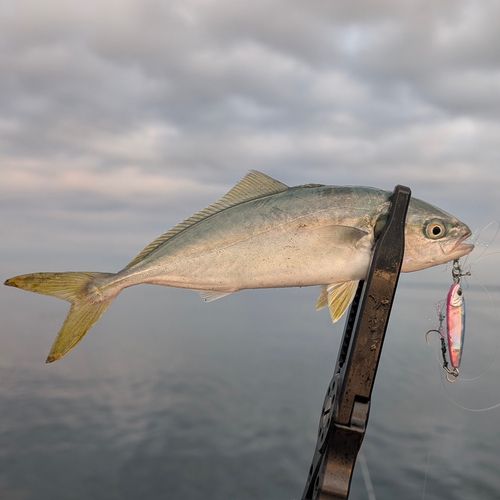 ワカシの釣果