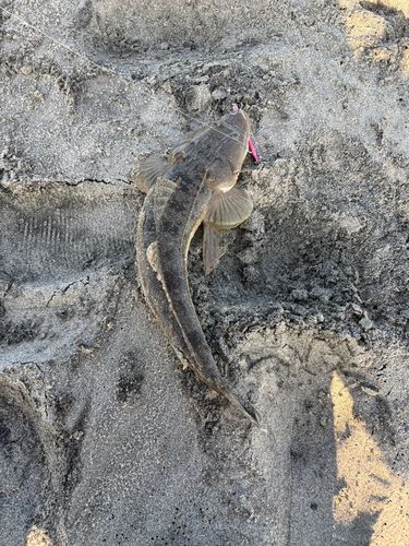 マゴチの釣果