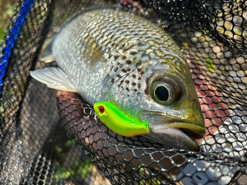 オオクチユゴイの釣果