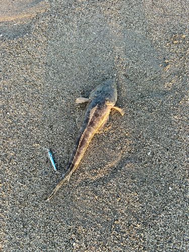 マゴチの釣果