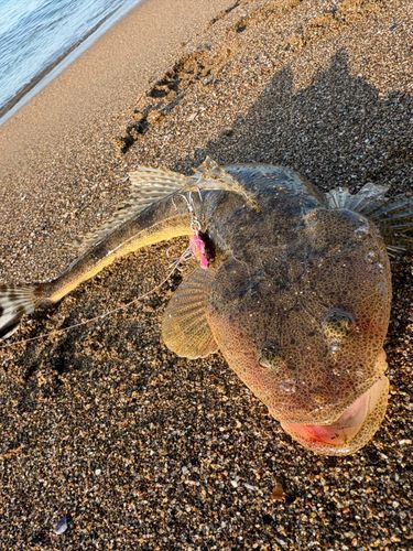 マゴチの釣果