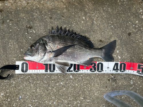 クロダイの釣果