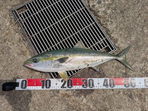 フクラギの釣果