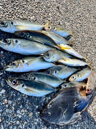 アジの釣果