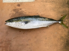 ブリの釣果