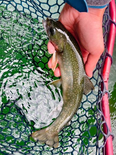 ミヤベイワナの釣果