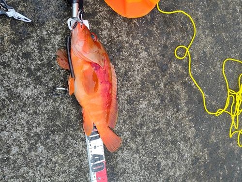 アカハタの釣果
