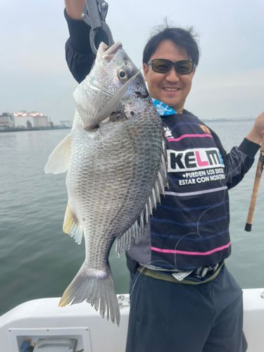 キビレの釣果