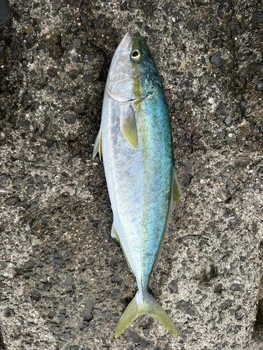 ヤズの釣果