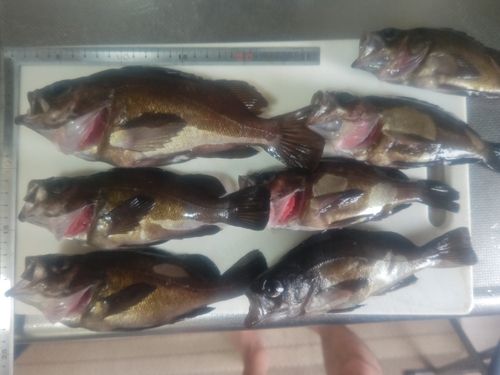メバルの釣果